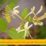 دانلود آهنگ قشنگ ترین گناه از شادمهر عقیلی